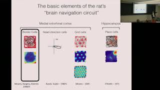 The 3D geometry of grid cells in flying bats [upl. by Zebulen]