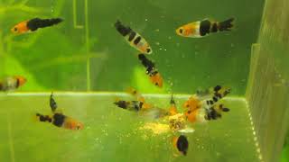 Swordtail Fry  week 3 [upl. by Nedroj]