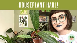 HOUSEPLANT HAUL │ GROW TROPICALS  BEARDS amp DAISIES [upl. by Nnazus]