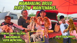 LOADED DIN ANG FRENCH BULLDOGMERON SOLID ISABELLA TAN LINES [upl. by Scheck]