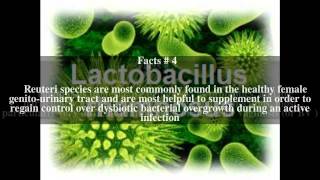 Lactobacillus rhamnosus Top  5 Facts [upl. by Dearman]