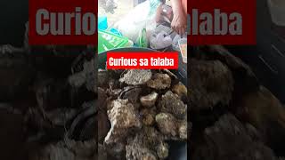 Curious sa talaba [upl. by Aidiruy]