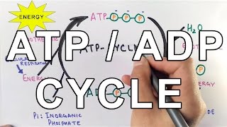 Mechanism of ATPADP Cycle [upl. by Kepner]