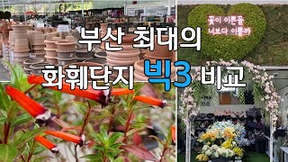 부산 최대의 화훼단지 3곳 비교데팡스 가든 미래 화훼단지 두구 화훼단지 [upl. by Sedlik766]