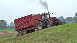 Case International 1455 XL  Harvesting mais  Op de dijk bij Wilp  Nikkels [upl. by Nylzzaj]