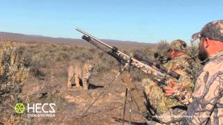 HECS Stealthscreen Bobcat Encounter [upl. by Rob]