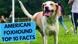 American Foxhound  TOP 10 Interesting Facts [upl. by Sinnod]