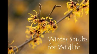 Winter Shrubs for Wildlife pt1 [upl. by Kaczer]