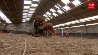 Emiel Voest Paarden beleren met 70 minder stress [upl. by Olivette]