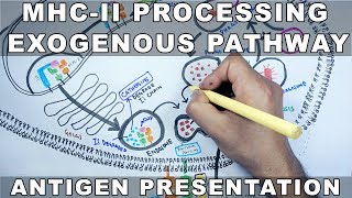 Exogenous Pathway of Antigen Presentation  MHC II Processing [upl. by Erual625]