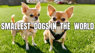 Top 15 Smallest Dog Breeds in the World [upl. by Adnala778]