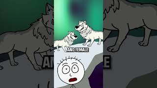 Arctic Wolves The Pack Hunters Part 5 shorts [upl. by Aranaj296]