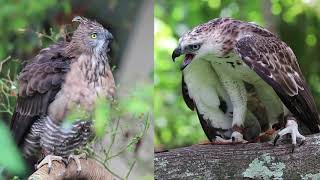 The PEC as the first in the world to breed Pinskers Hawk Eagle in Captivity [upl. by Gustave]