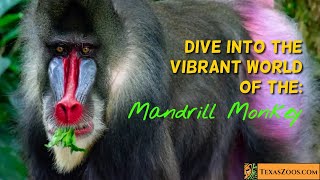 Meet the Magnificent Mandrill Monkey [upl. by Eicats]