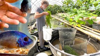 Setting up a 300gallon cichlid breeding vat ••• Copadichromis borleyi ••• from Lake Malawi [upl. by Severn]