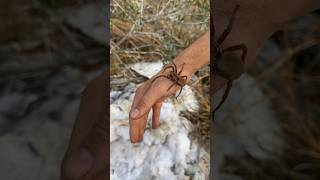 This Is The LARGEST Wolf Spider I’ve Ever Seen 🤯 [upl. by Pool663]