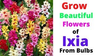 Grow Beautiful Flowers of Ixia From Bulbs  African Corn Lilies [upl. by Mirth]