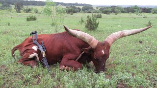 Watusi Bull vs Henry 4570 [upl. by Lledal156]