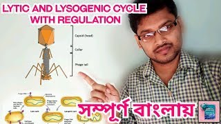 Lytic And Lysogenic Cycle and Regulation In Bengali lytic lysogenic [upl. by Varian]