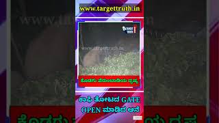 GATE OPEN ಮಾಡಿದ ಆನೆ shortsfeed shortsvideo shortsviral [upl. by Enymzaj669]