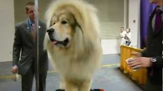 Tibetan Mastiff at Westminster Kennel Club Dog Show [upl. by Fairfield]