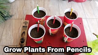 Grow Plants From Pencils Sprout Pencils [upl. by Uamak]