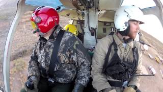 Texas BigHorn Sheep Capture [upl. by Finnegan]