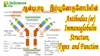 Immunoglobulin Structure Types and Function in Tamil  LIFESCIENCE TAMIL  TRB ZOOLOGY  TNSET NEET [upl. by Ardisj]