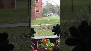 The bird seed cafe is open shortsvideo rain nature birds 92524 [upl. by Creedon]