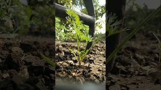 The carrot plants have grown so big nature farming carrot shorts [upl. by Herod485]