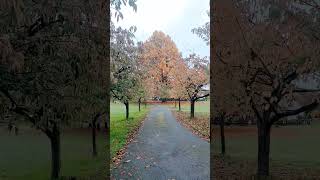 Copper Beech tree or Fagus sylvatica f purpurea trees autumn [upl. by Auerbach]