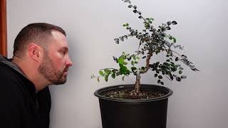 Chinese Elm Bonsai tree still in development [upl. by Brianna]