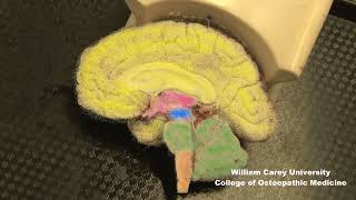 Embryologic subdivisions of the brain traditional view not the prosomeric model neuroanatomy [upl. by Oknuj288]