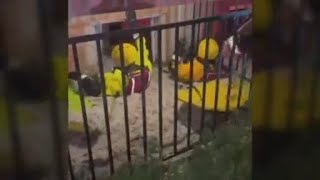 Exclusive video shows Colorado firefighters rescue man from drowning [upl. by Gae]