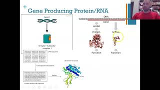 Flippin Science Genes Exons and Introns [upl. by Lyckman668]