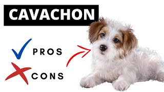 Cavachon Pros And Cons  Should You REALLY Get A CAVACHON [upl. by Dehlia]