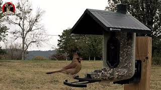 Cardinal Stops by the FeatherSnap Buffet [upl. by Lily]