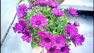 African Daisy Osteospermum ecklonis  Container Gardening [upl. by Tandi]