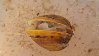 Freshwater amphipods are attacking an Asian Clam [upl. by Apur]