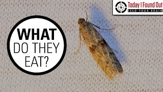 The Truth About Clothes Moths [upl. by Nanerb848]