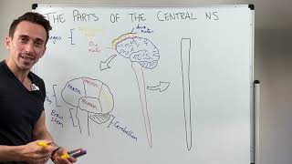 Overview of the Central Nervous System CNS [upl. by Raffarty]