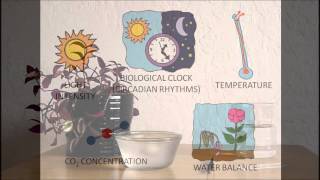 SCWIBLES Stomata Video [upl. by Dasi]