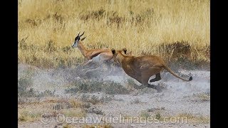 Lion Hunt Gazelle  Animal Kingdom  Lion Attack  Wild Life [upl. by Dlaniger883]