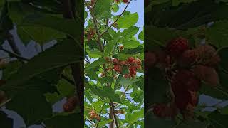 Mulberry fruits 06112024 [upl. by Taryn]