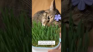 Grow Cat Grass In ONE Minute 🙀🌱 [upl. by Adnovoj]