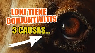 👀¿QUÉ Causa La CONJUNTIVITIS en PERROS 🐶3 Principales Razones [upl. by Orna]