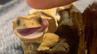 I love Crested Gecko with a cute smile❤️笑顔が可愛いクレステッドゲッコー❤️バンブーちゃんのお食事🦎reptile 爬虫類 クレステッドゲッコー 亀 [upl. by Roddie]