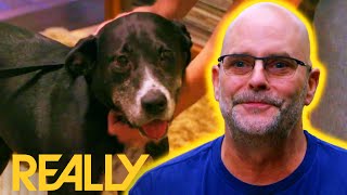 The Most Wholesome Dog Adoption Ever  Pit Bulls amp Parolees [upl. by Allerim]