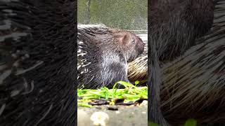 Facts About Porcupines  Discover These QuillCovered Creatures [upl. by Gardell]