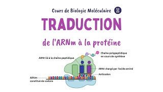 LA TRADUCTION de lARN messager en protéines  Biochimie Facile [upl. by Ayhay281]